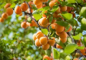 برداشت بیش از ۲۷ هزار تُن زردآلو از باغات آذربایجان غربی پیش‌بینی می‌شود