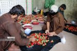رقابت خاموش نیروی کار ایرانی و خارجی