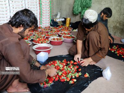 رقابت خاموش نیروی کار ایرانی و خارجی