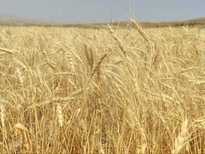 ۴۰ هزار هکتار از اراضی کشاورزی تکاب زیر کشت گندم رفته است