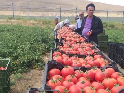 آغاز برداشت گوجه فرنگی از سطح ۳ هزار و ۳۰۰ هکتار از مزارع آذر بایجان غربی